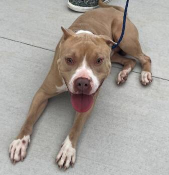 Pit Bull Terrier Dogs Available for Adoption - 26-44 Beckham | PetCurious