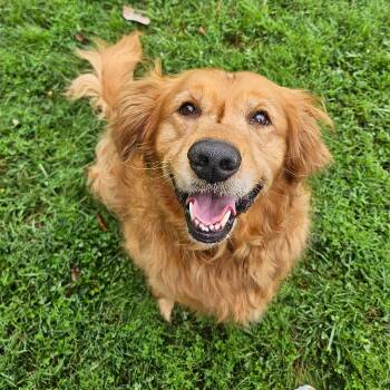 Tucker -  Golden Retriever Dog for Adoption in Louisville, Kentucky - Tucker | PetCurious