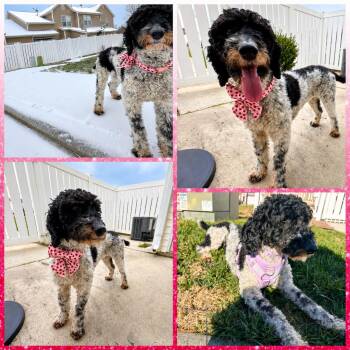 Standard Poodle Dogs Available for Adoption in Blacksburg, South Carolina - Gabbi | PetCurious
