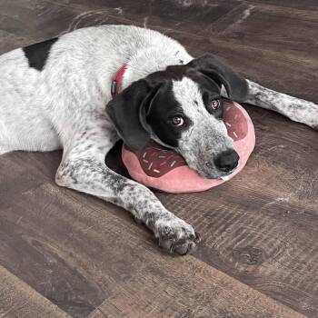 Oreo -  English Pointer Dog for Adoption in Green Cove Springs, Florida - Oreo | PetCurious