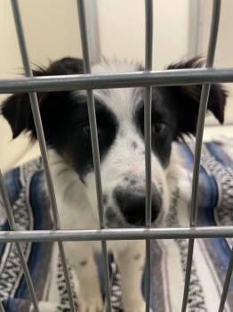 Mixed Breed Dogs Available for Adoption - January | PetCurious