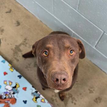 Chocolate Labrador Retriever and Australian Cattle Dog Blue Heeler Dogs Available for Adoption in Goleta, California - Cheese | PetCurious