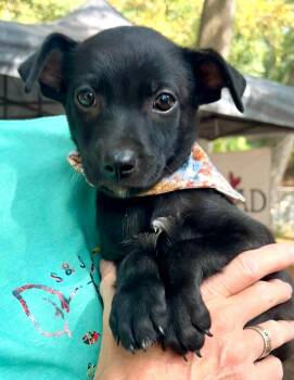 Piper (Lucky Litter) -  Chihuahua and Terrier Dog for Adoption in Gillsville, Georgia - Piper (Lucky Litter) | PetCurious