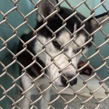 Husky Dogs Available for Adoption in Port Charlotte, Florida - Scuttle | PetCurious
