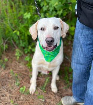 Labrador Retriever and Mixed Breed Dogs Available for Adoption in Ellijay, Georgia - Goose | PetCurious