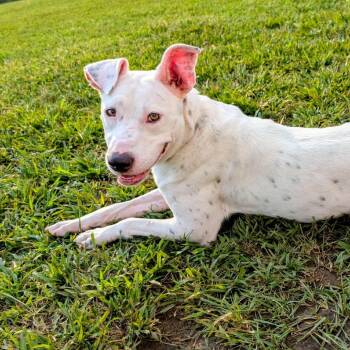 Rescue Boxer and Australian Cattle Dog Blue Heeler Dogs for Adoption in Chanute, Kansas - Penny | PetCurious