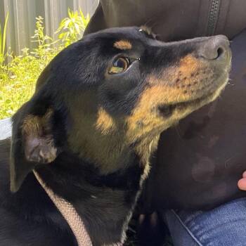 Chihuahua and Miniature Pinscher Dogs Available for Adoption in Clarksville, Arkansas - Josie | PetCurious