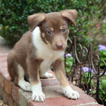 Shepherd and Hound Dogs Available for Adoption in Stormville, New York - CT Martin Avail May 16 (Tractor Supply- Putnam, CT) | PetCurious