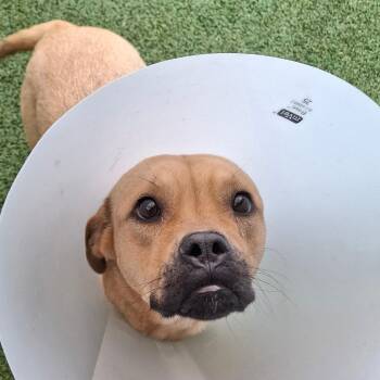 Kash -  Mixed Breed Dog for Adoption in Fairport, New York - Kash | PetCurious