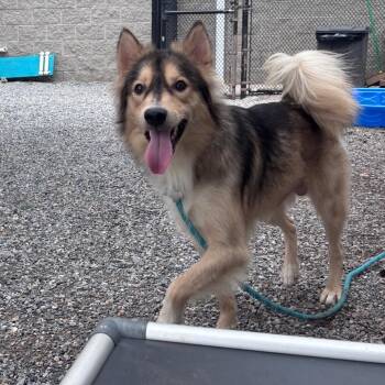 Kai -  Collie Dog for Adoption in York, Pennsylvania - Kai | PetCurious