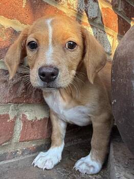 Copper -  Dachshund Dog for Adoption in Hartwell, Georgia - Copper | PetCurious