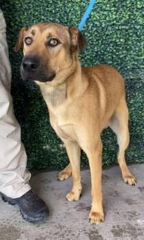 61735213 -  Shepherd and Mixed Breed Dog for Adoption in El Paso, Texas - 61735213 | PetCurious