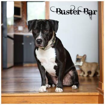 Buster Bar -  Terrier Dog for Adoption in Sioux Falls, South Dakota - Buster Bar | PetCurious