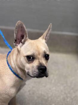 French Bulldog and Mixed Breed Dogs Available for Adoption - LUCY LU | PetCurious