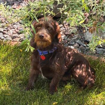 Max -  Poodle and Dachshund Dog for Adoption in Minneapolis, Minnesota - Max | PetCurious