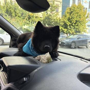 Charles -  Chow Chow and Mixed Breed Dog for Adoption in San Francisco, California - Charles | PetCurious