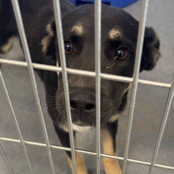 Willy -  Shepherd Dog for Adoption in Kingman, Arizona - Willy | PetCurious