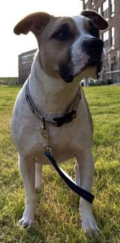 Thor -  Mixed Breed Dog for Adoption in Dallas, Texas - Thor | PetCurious