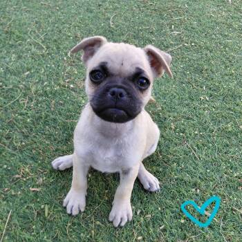 Mug -  Pug Dog for Adoption in Agua Dulce, California - Mug | PetCurious