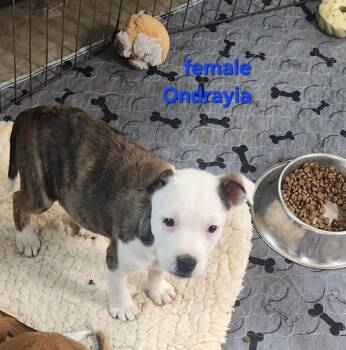 Rescue Australian Kelpie and Cattle Dog Dogs for Adoption in Bend, Oregon - Ondrayia | PetCurious