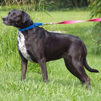 Lulu -  Labrador Retriever and Pointer Dog for Adoption in South Elgin, Illinois - Lulu | PetCurious