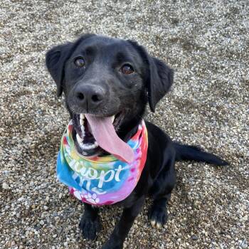 Black Labrador Retriever Dogs Available for Adoption in Lacon, Illinois - Daisy | PetCurious