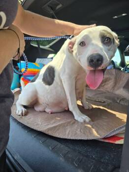 SOPHIE -  Terrier Dog for Adoption in Holbrook, New York - SOPHIE | PetCurious