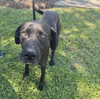 Bruce -  Labrador Retriever Dog for Adoption in Valdosta, Georgia - Bruce | PetCurious