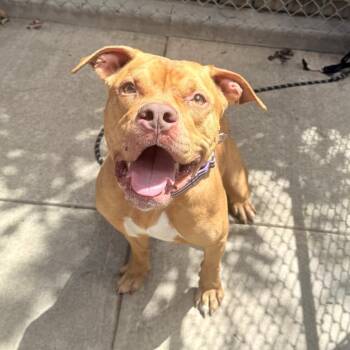 Frank -  Mixed Breed Dog for Adoption in Pittsburgh, Pennsylvania - Frank | PetCurious