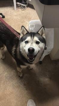 Siberian Husky Dogs Available for Adoption in New Braunfels, Texas - Way | PetCurious