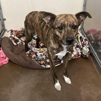 Chihuahua Dogs Available for Adoption in Estes Park, Colorado - Ava | PetCurious