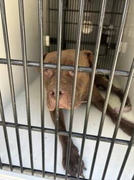 Rigby -  Pit Bull Terrier and Mixed Breed Dog for Adoption in Atlanta, Georgia - Rigby | PetCurious