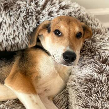 Flash -  Hound Dog for Adoption in Richmond, Virginia - Flash | PetCurious
