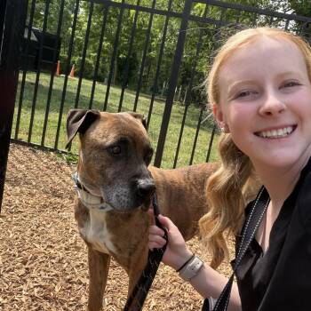 Boxer and Mixed Breed Dogs Available for Adoption in Roanoke, Virginia - Moto-Moto | PetCurious