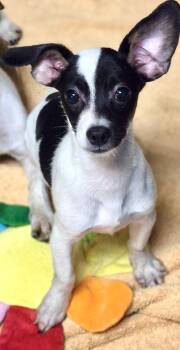 Greedo -  Rat Terrier and Chiweenie Dog for Adoption in Los Angeles, California - Greedo | PetCurious