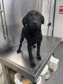 Mixed Breed Dogs Available for Adoption in West Chester, Pennsylvania - Sangria - D328-26 | PetCurious