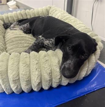 German Shorthaired Pointer and Mixed Breed Dogs Available for Adoption in Ontario, California - SHASTA | PetCurious