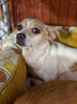 Rescue Chihuahua Dogs for Adoption in New York, New York - Twig (AL) | PetCurious