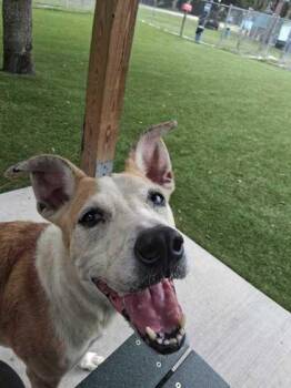 Seeker - 1 -  Catahoula Leopard Dog and Mixed Breed Dog for Adoption in Daytona Beach, Florida - Seeker - 1 | PetCurious