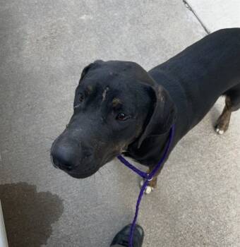Rescue Plott Hound and Mixed Breed Dogs for Adoption in Killeen, Texas - STRAY HOLD | PetCurious