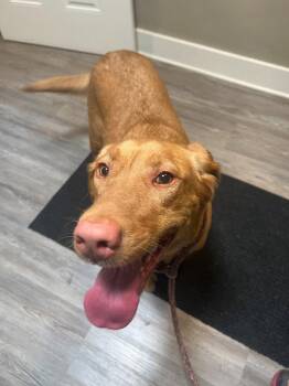 Daisy -  Yellow Labrador Retriever Dog for Adoption in Emmett, Idaho - Daisy | PetCurious