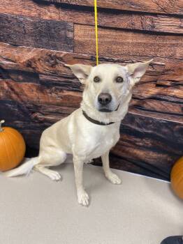 Rescue Shepherd and Mixed Breed Dogs for Adoption in Grand Junction, Colorado - Hannah | PetCurious