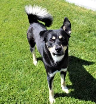 Roscoe 39470 -  German Shepherd Dog and Siberian Husky Dog for Adoption in Pocatello, Idaho - Roscoe 39470 | PetCurious