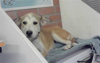 Siberian Husky and Mixed Breed Dogs Available for Adoption in Houston, Texas - SONNET | PetCurious