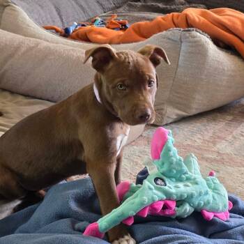 Missy -  Mixed Breed Dog for Adoption in Boone, Iowa - Missy | PetCurious