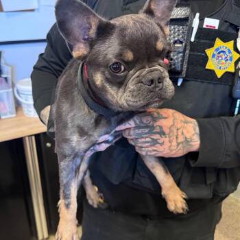 IVHS-Stray-143115 -  French Bulldog Dog for Adoption in San Gabriel, California - IVHS-Stray-143115 | PetCurious