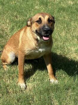 A479573 -  Anatolian Shepherd and Mixed Breed Dog for Adoption in Oklahoma City, Oklahoma - A479573 | PetCurious