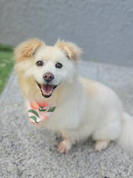 Pomeranian Dogs Available for Adoption - PIPER | PetCurious