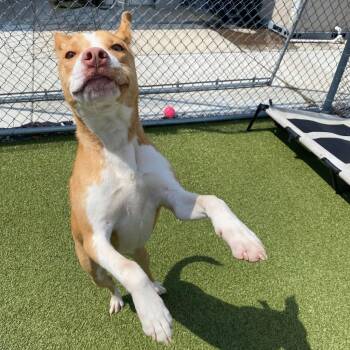 Pit Bull Terrier Dogs Available for Adoption - Honey Bee | PetCurious