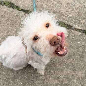 Maltese and Poodle Dogs Available for Adoption - Casper | PetCurious